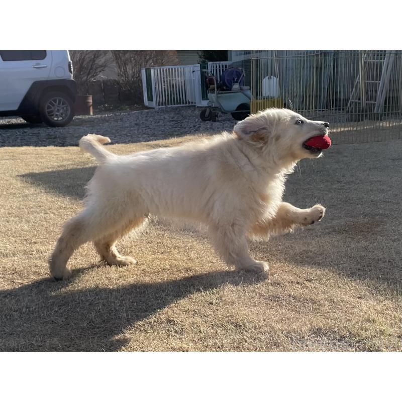 販売中の茨城県のゴールデンレトリーバー-443415の3枚目