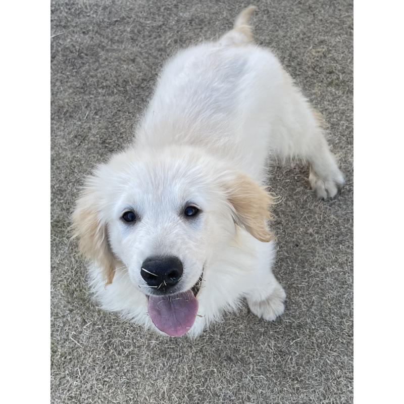 販売中の茨城県のゴールデンレトリーバー-443415の2枚目