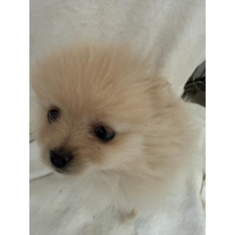 販売中の群馬県のポメラニアン-444489の4枚目
