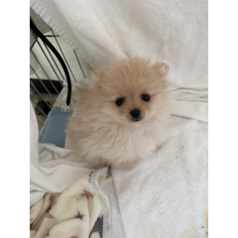 販売中の群馬県のポメラニアン-444489の3枚目