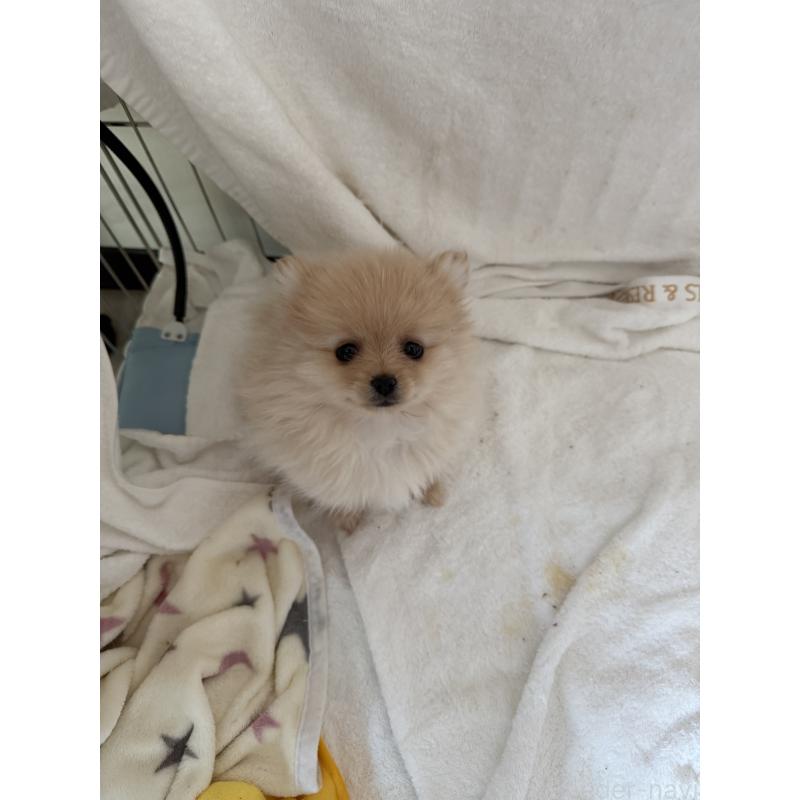 販売中の群馬県のポメラニアン-444489の2枚目