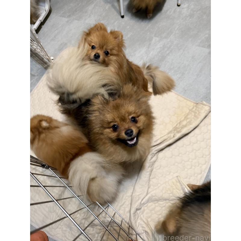 成約済の群馬県のポメラニアン-406253の4枚目