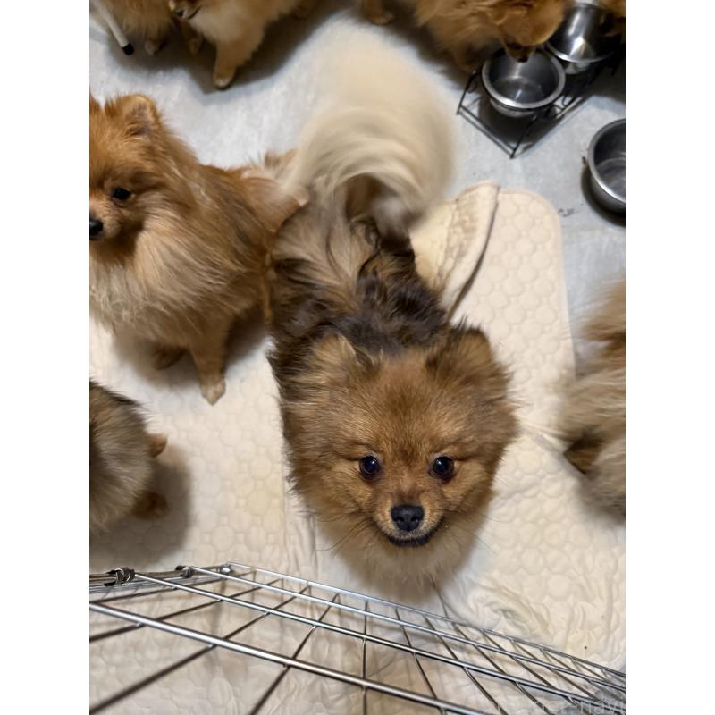 成約済の群馬県のポメラニアン-406253の3枚目