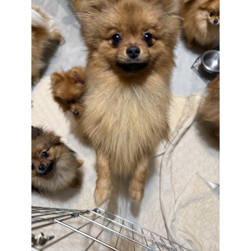 成約済の群馬県のポメラニアン-406253の2枚目