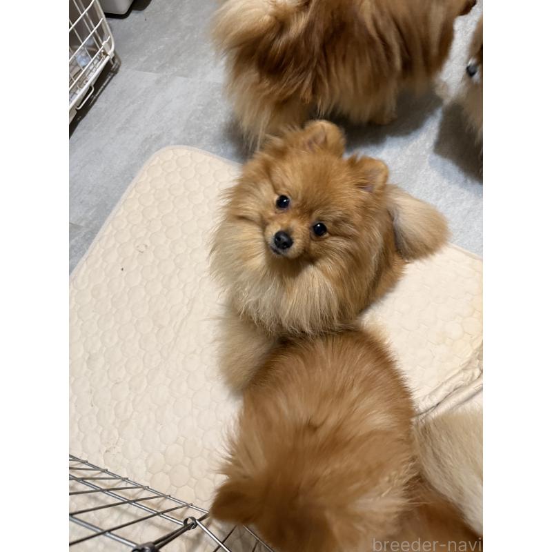 販売中の群馬県のポメラニアン-399185の6枚目