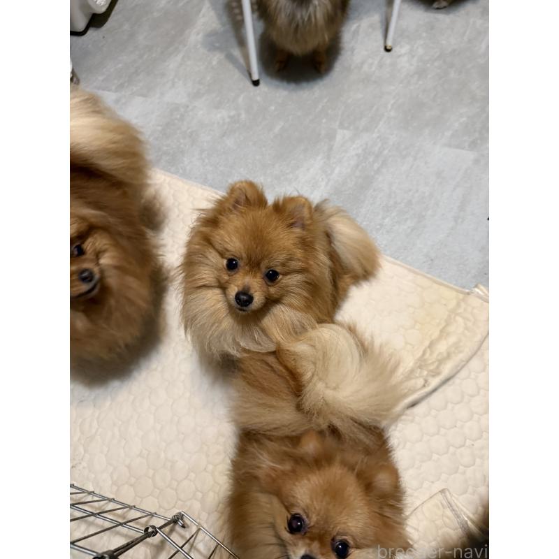 販売中の群馬県のポメラニアン-399185の5枚目