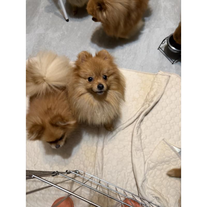 販売中の群馬県のポメラニアン-399185の4枚目