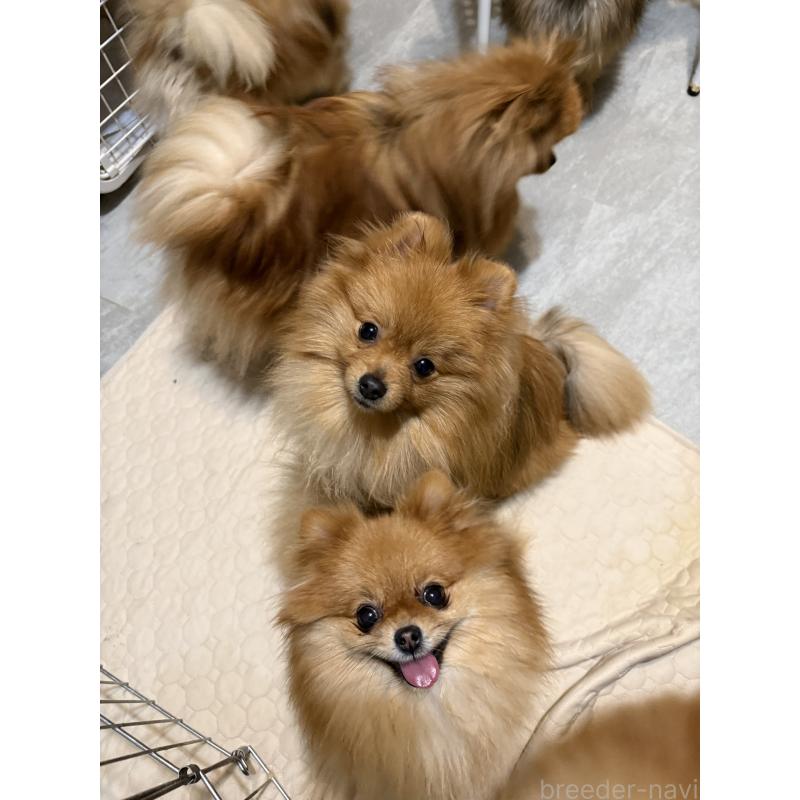 販売中の群馬県のポメラニアン-399185の3枚目