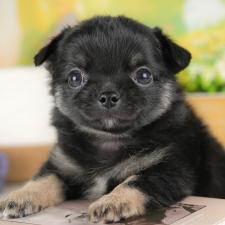 ♀︎チワワ(ロングコート)