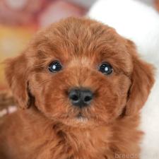 オンライン見学