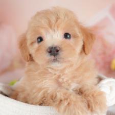 ♀︎マルプー:マルチーズ×トイプードル