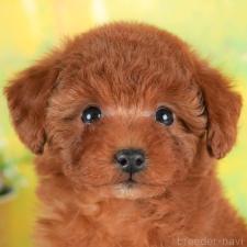 オンライン見学