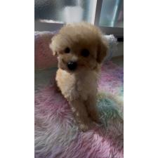 オンライン見学