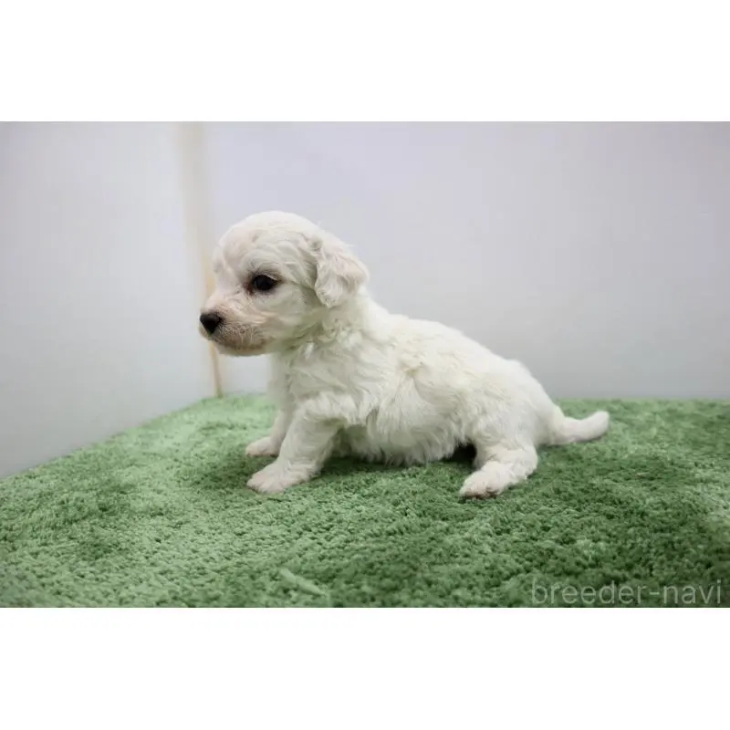 販売中の群馬県のビションフリーゼ-452139の5枚目