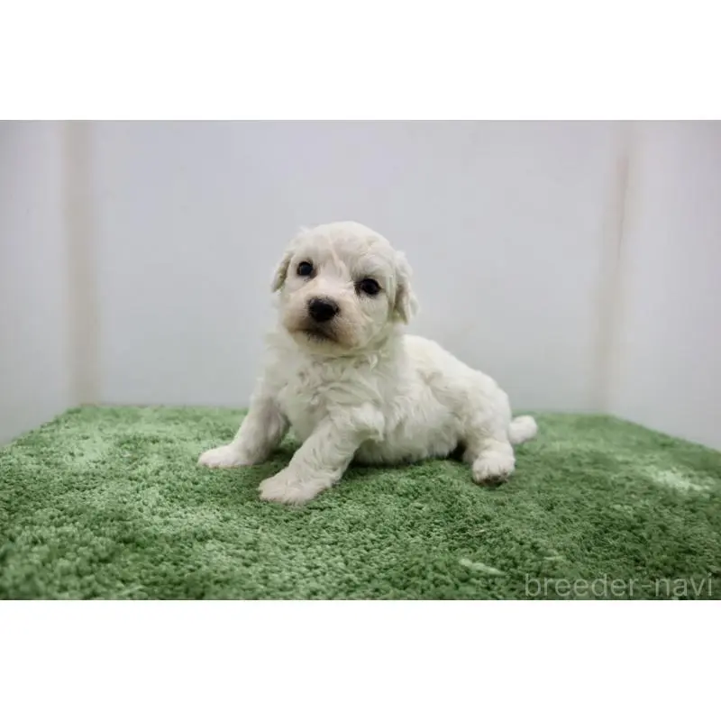 販売中の群馬県のビションフリーゼ-452139の4枚目