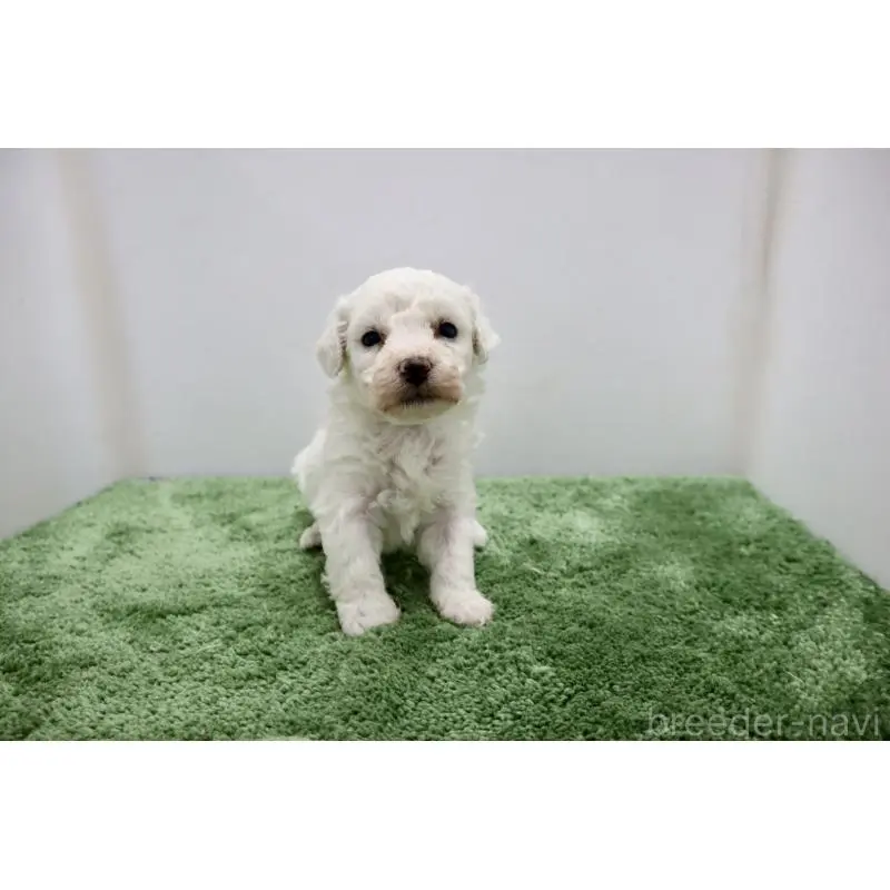 販売中の群馬県のビションフリーゼ-452140の6枚目