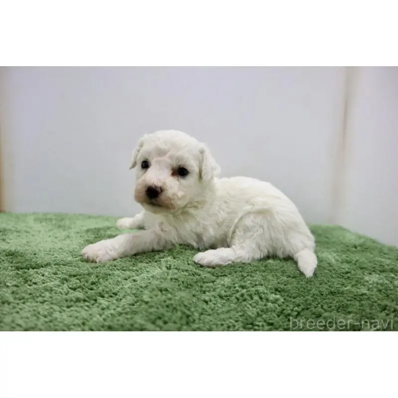 販売中の群馬県のビションフリーゼ-452140の3枚目