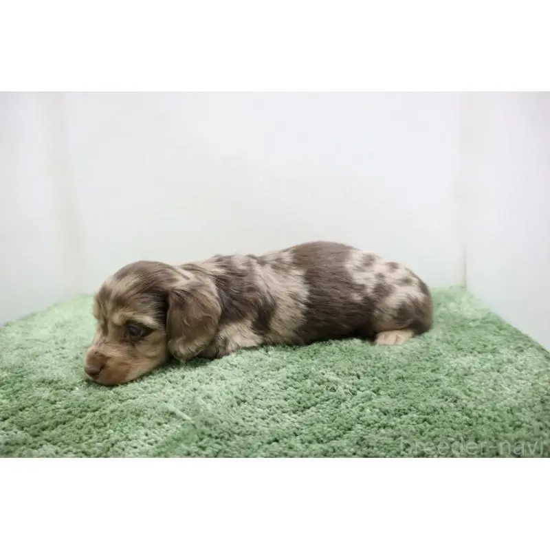 販売中の群馬県のミニチュアダックスフンド(ロングヘアード)-452141の5枚目