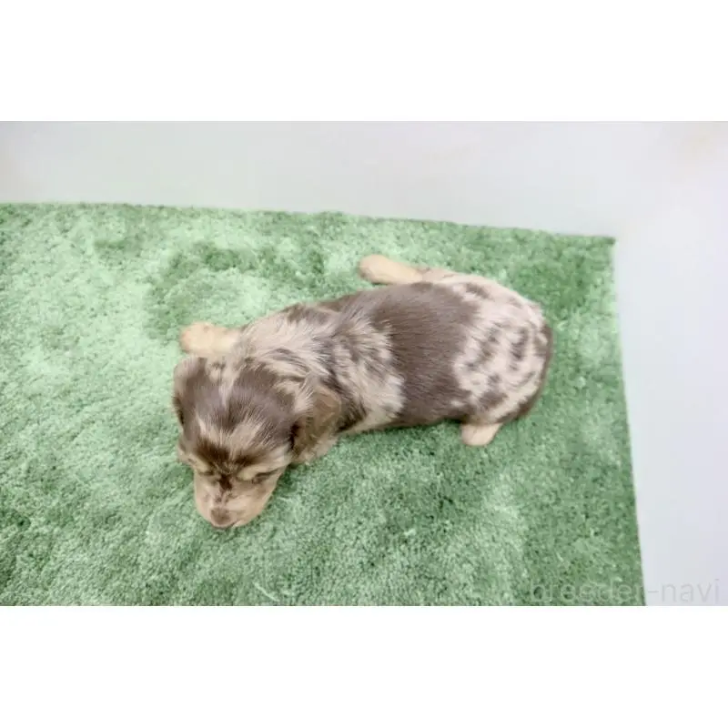 販売中の群馬県のミニチュアダックスフンド(ロングヘアード)-452141の4枚目