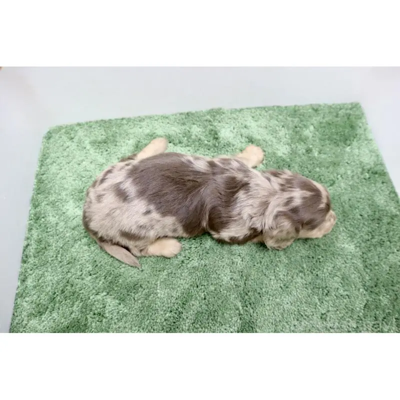 販売中の群馬県のミニチュアダックスフンド(ロングヘアード)-452141の2枚目