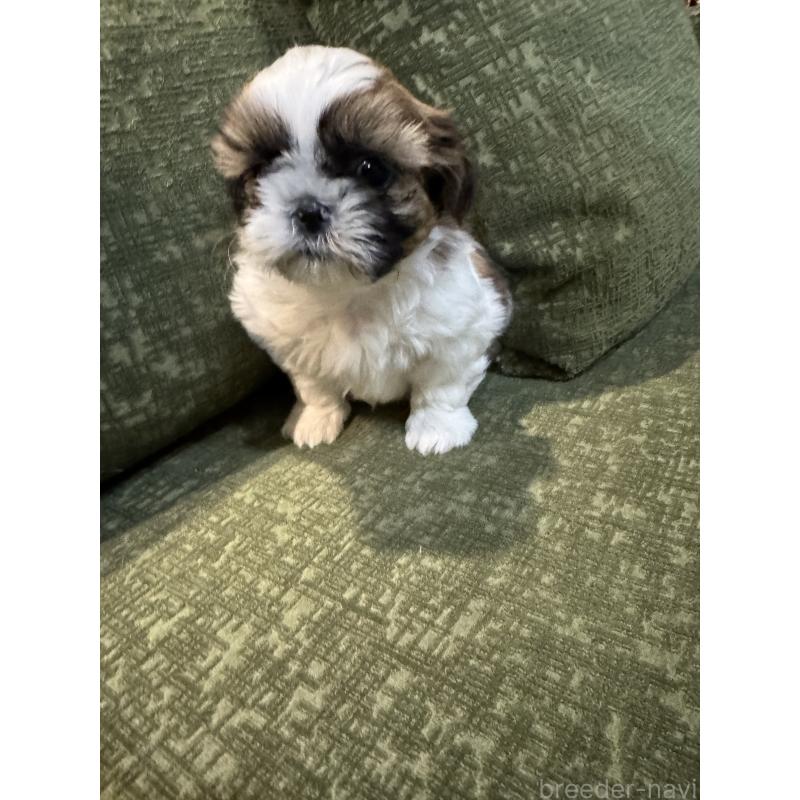 販売中の福岡県のシーズー-452147の5枚目