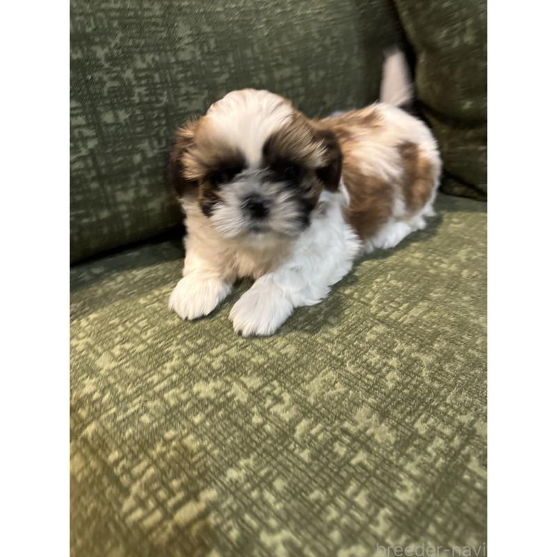 販売中の福岡県のシーズー-452147の4枚目