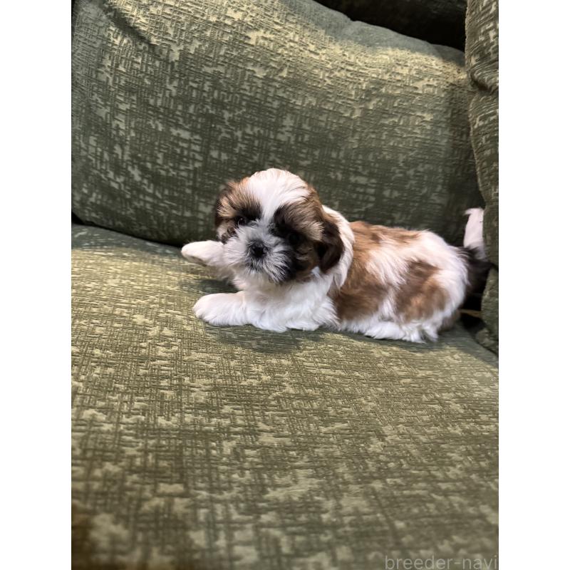 販売中の福岡県のシーズー-452147の3枚目