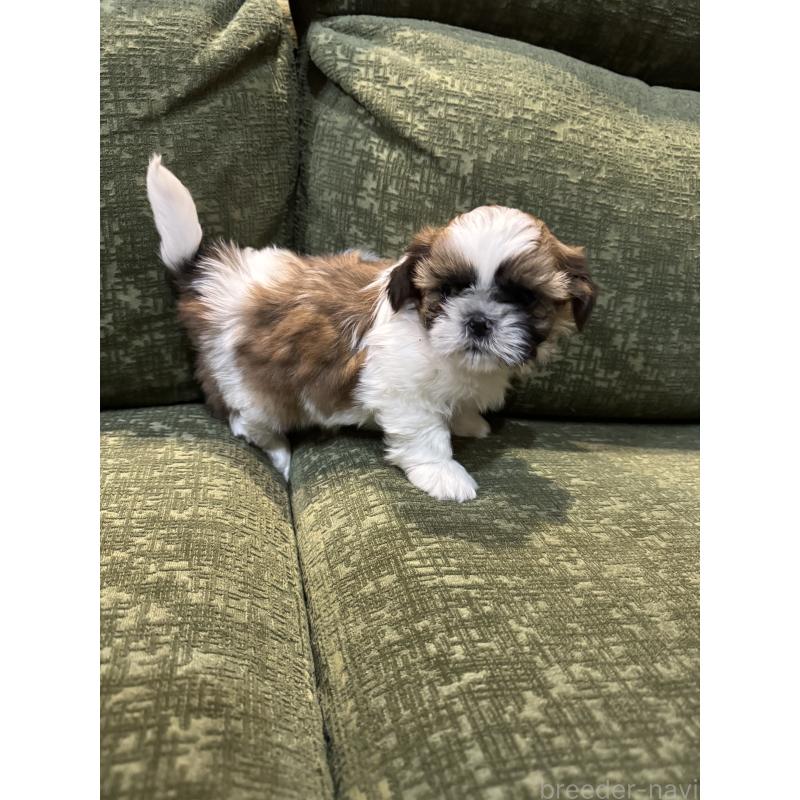 販売中の福岡県のシーズー-452147の2枚目