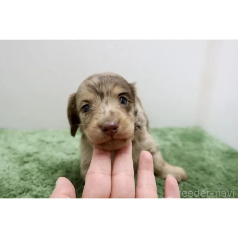 販売中の群馬県のミニチュアダックスフンド(ロングヘアード)-452142の6枚目