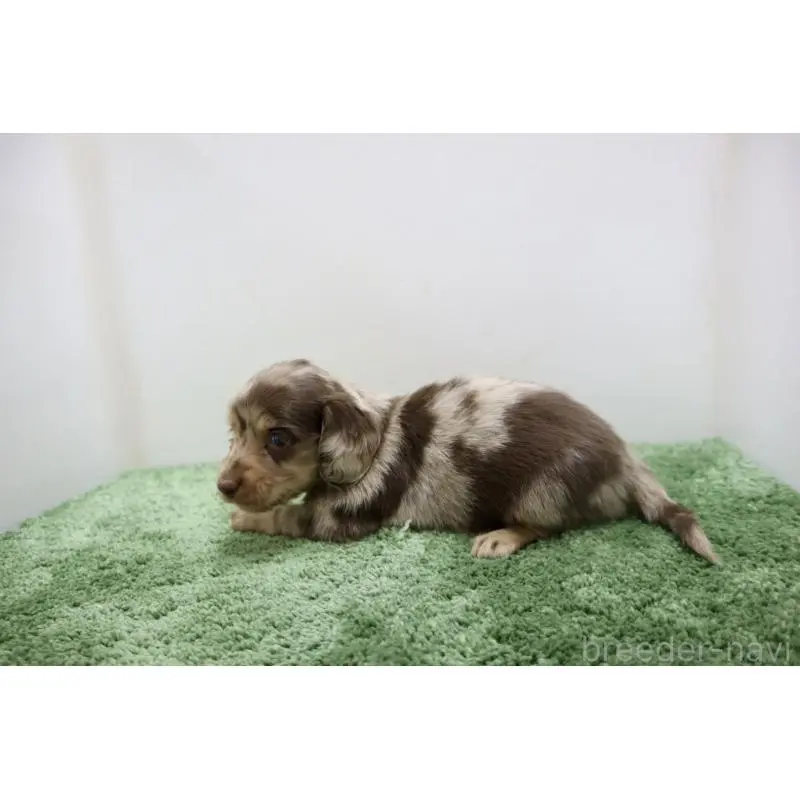 販売中の群馬県のミニチュアダックスフンド(ロングヘアード)-452142の5枚目