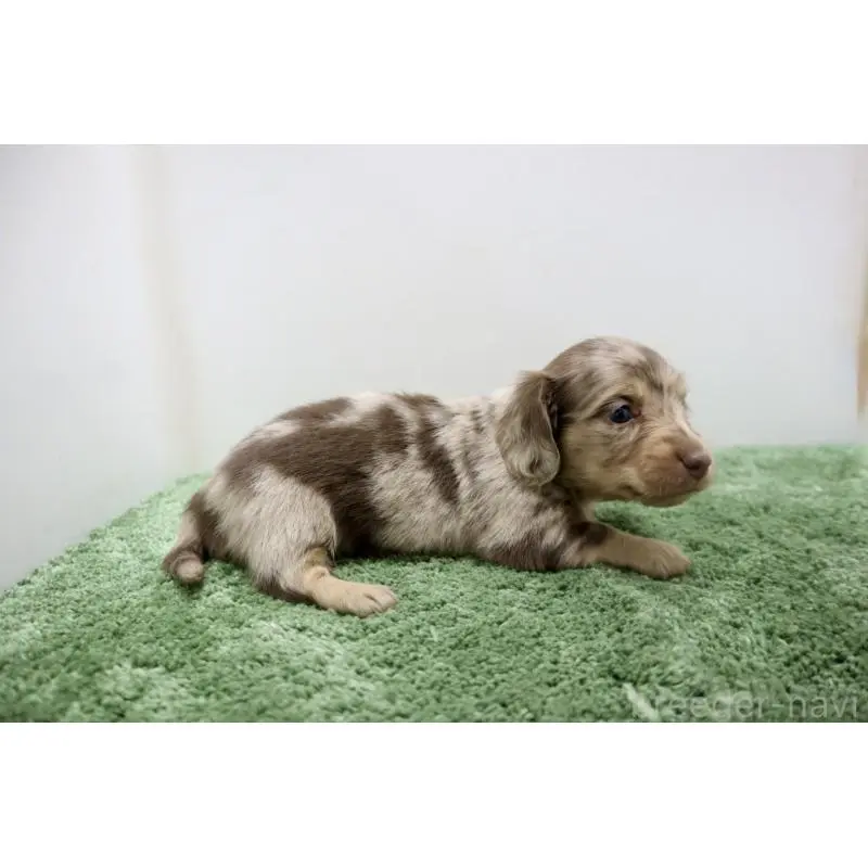 販売中の群馬県のミニチュアダックスフンド(ロングヘアード)-452142の3枚目