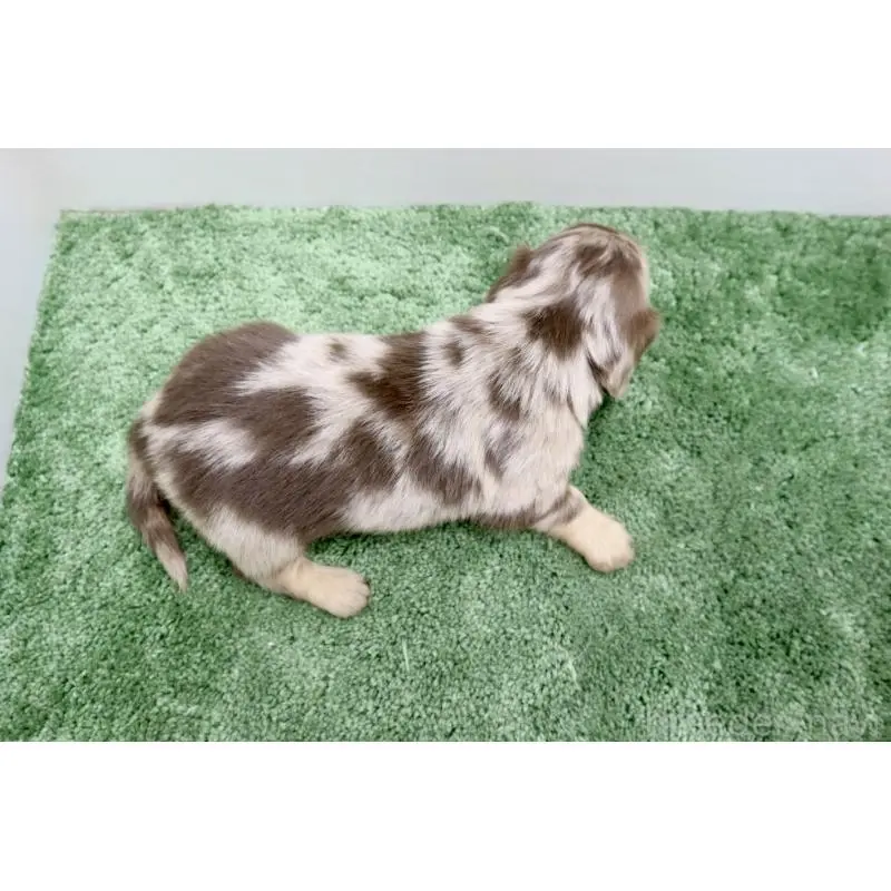 販売中の群馬県のミニチュアダックスフンド(ロングヘアード)-452142の2枚目