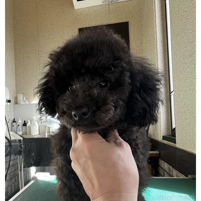 販売中の三重県のトイプードル-444453の3枚目