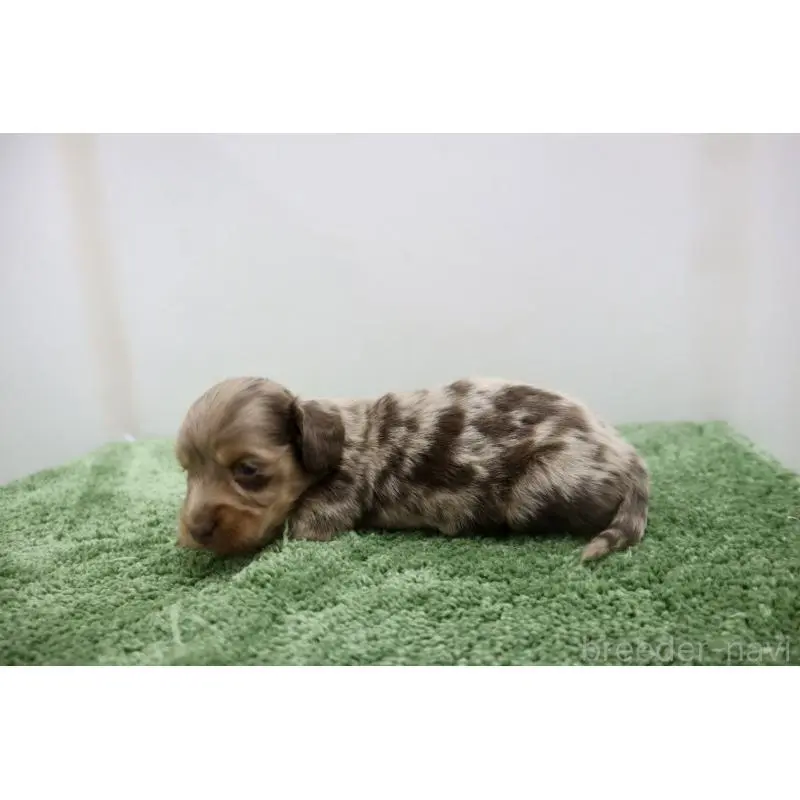 販売中の群馬県のミニチュアダックスフンド(ロングヘアード)-452143の6枚目