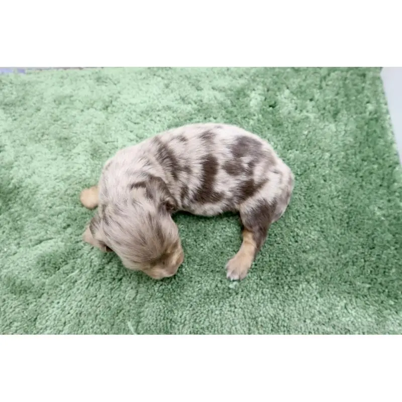 販売中の群馬県のミニチュアダックスフンド(ロングヘアード)-452143の5枚目