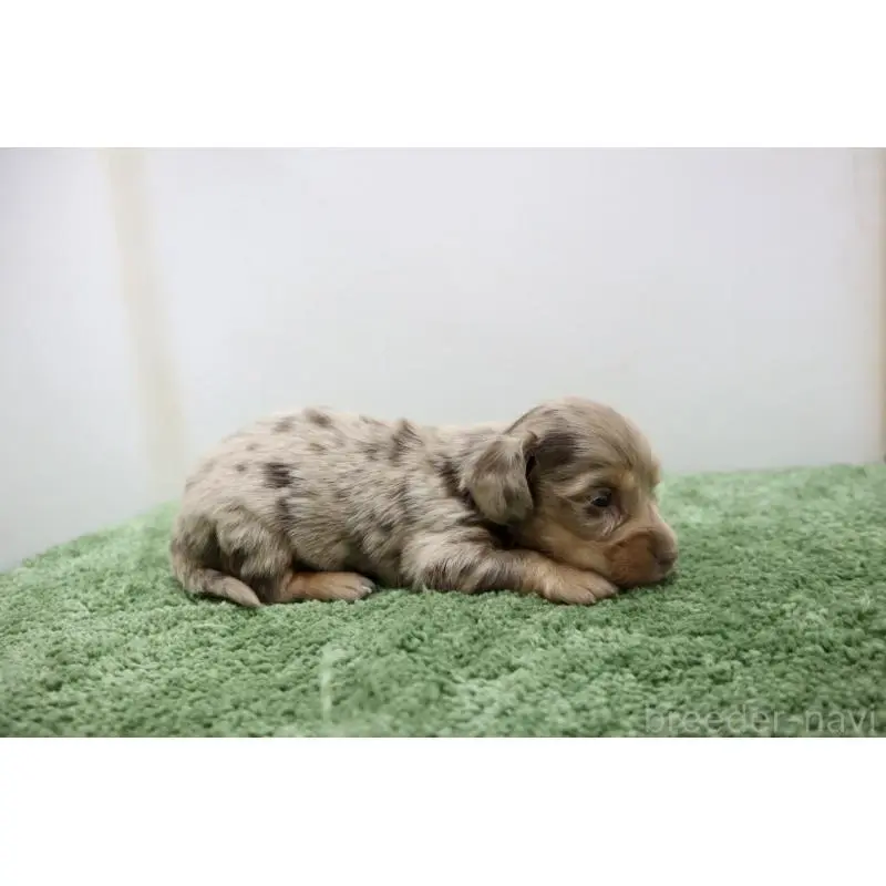 販売中の群馬県のミニチュアダックスフンド(ロングヘアード)-452143の4枚目