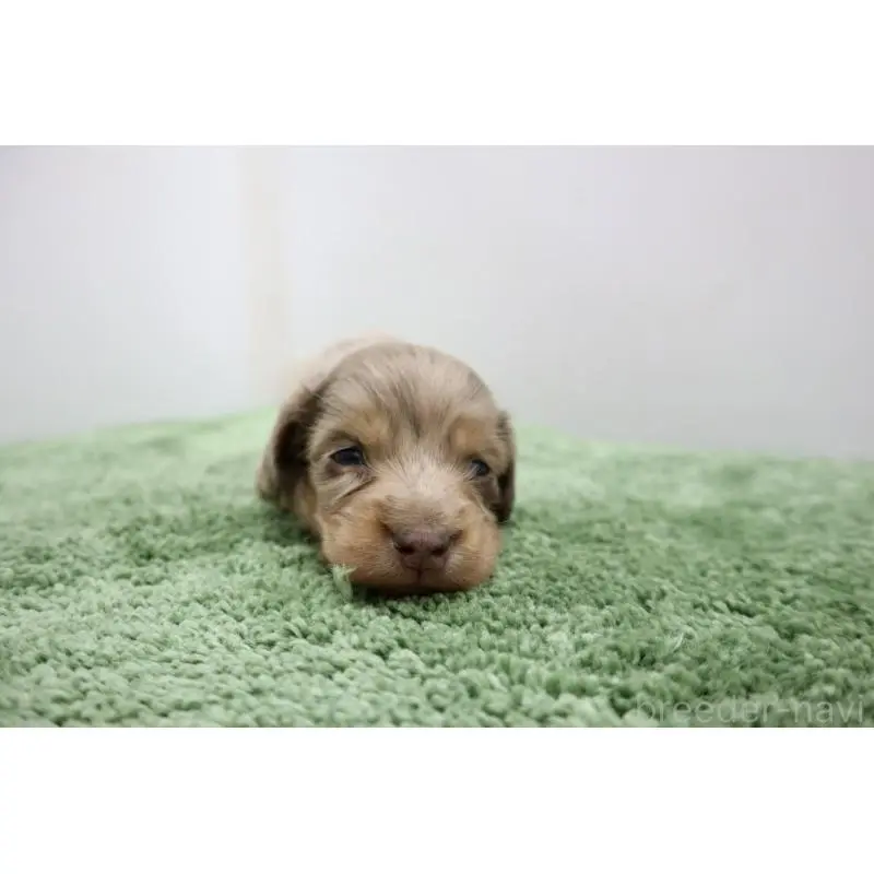 販売中の群馬県のミニチュアダックスフンド(ロングヘアード)-452143の2枚目