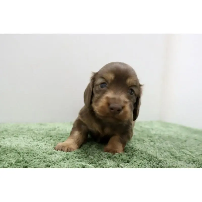 販売中の群馬県のミニチュアダックスフンド(ロングヘアード)-452145の6枚目