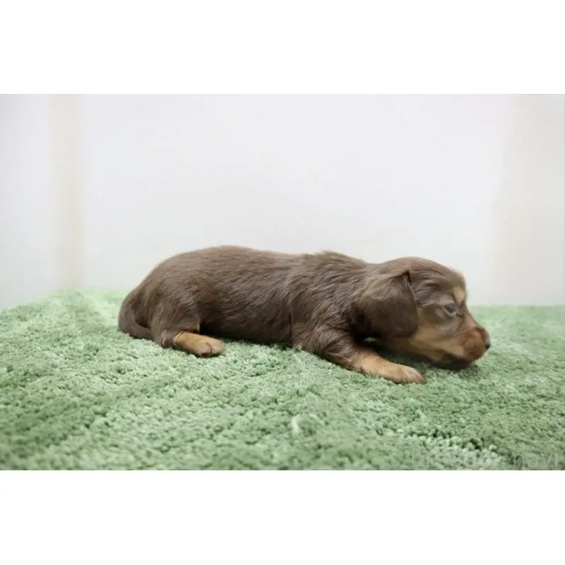 販売中の群馬県のミニチュアダックスフンド(ロングヘアード)-452145の5枚目