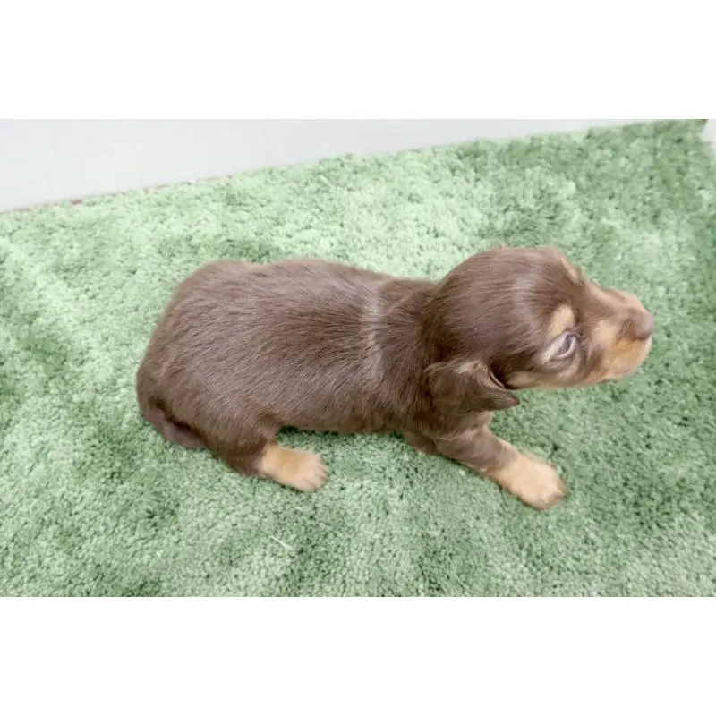 販売中の群馬県のミニチュアダックスフンド(ロングヘアード)-452145の4枚目