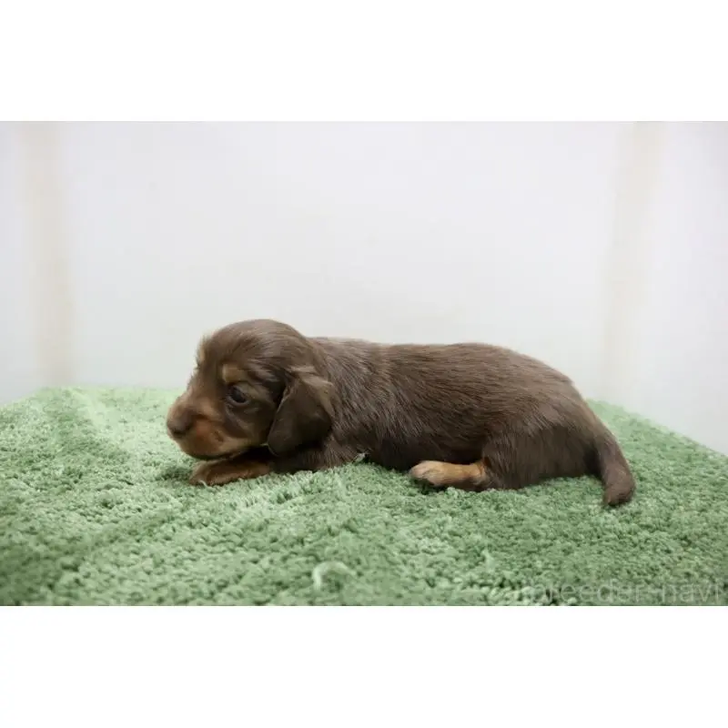 販売中の群馬県のミニチュアダックスフンド(ロングヘアード)-452145の3枚目