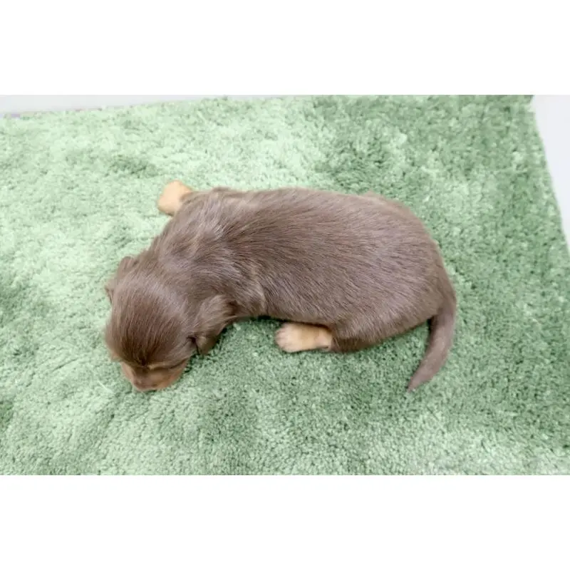 販売中の群馬県のミニチュアダックスフンド(ロングヘアード)-452145の2枚目