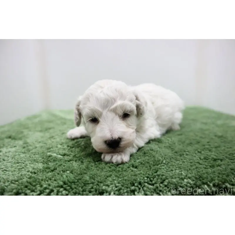 販売中の群馬県のビションフリーゼ-452146の6枚目