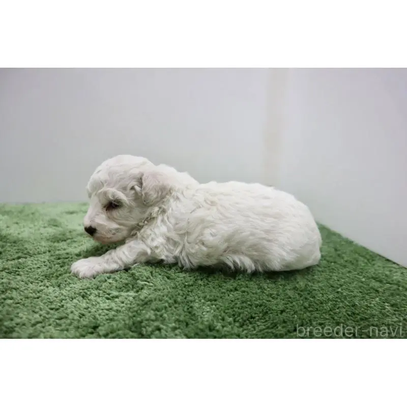 販売中の群馬県のビションフリーゼ-452146の5枚目