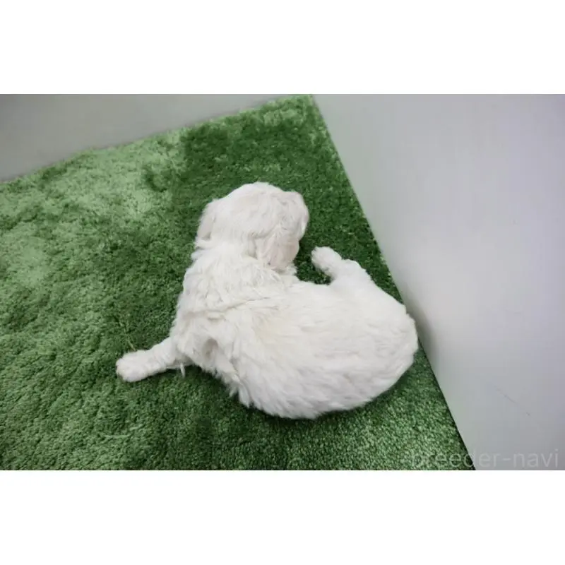 販売中の群馬県のビションフリーゼ-452146の4枚目