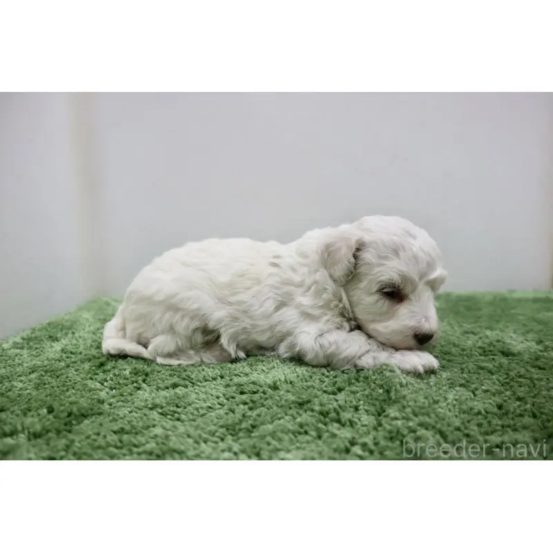 販売中の群馬県のビションフリーゼ-452146の3枚目