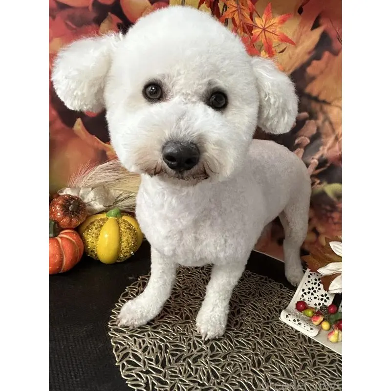 アンジュちゃん2枚目