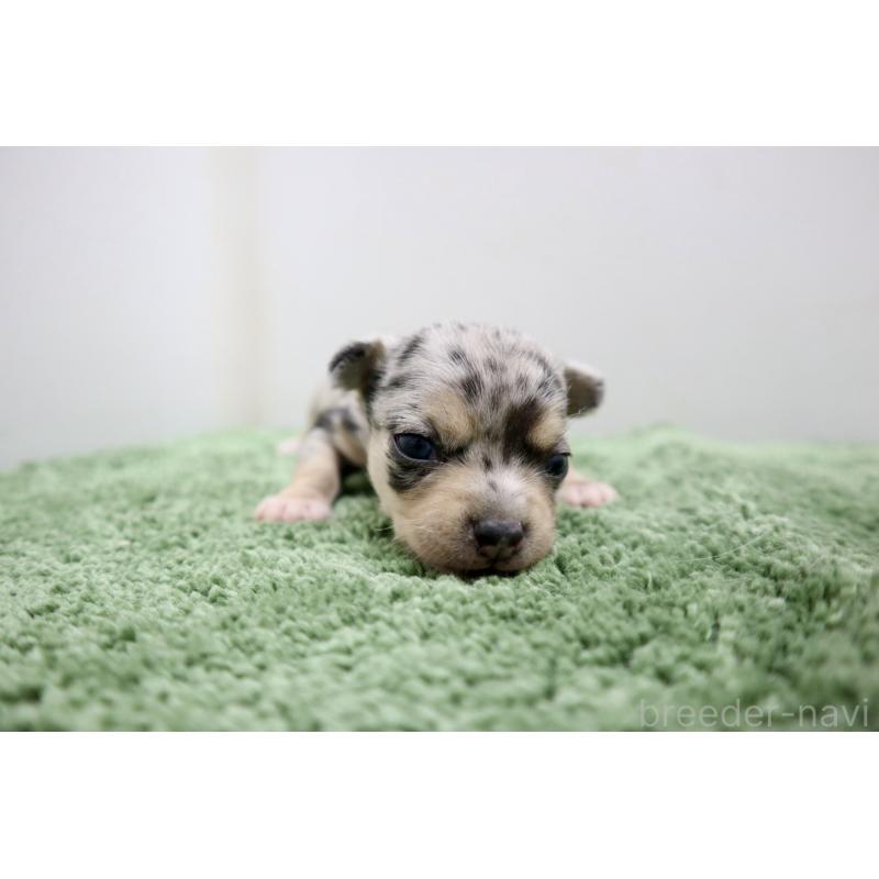 販売中の群馬県のチワワ(スムースコート)-452148の6枚目