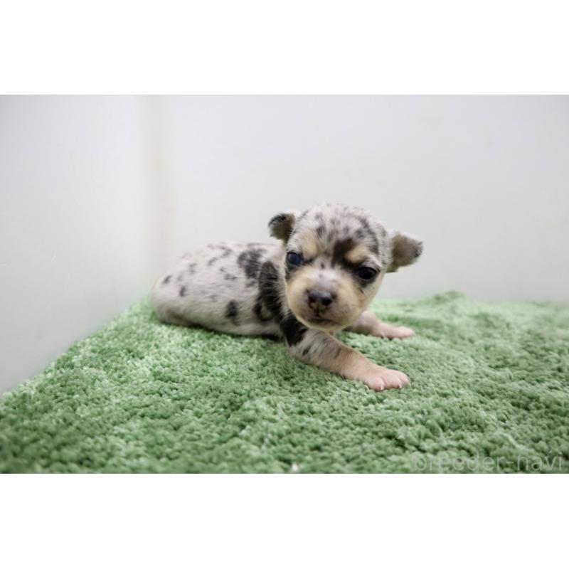 販売中の群馬県のチワワ(スムースコート)-452148の5枚目