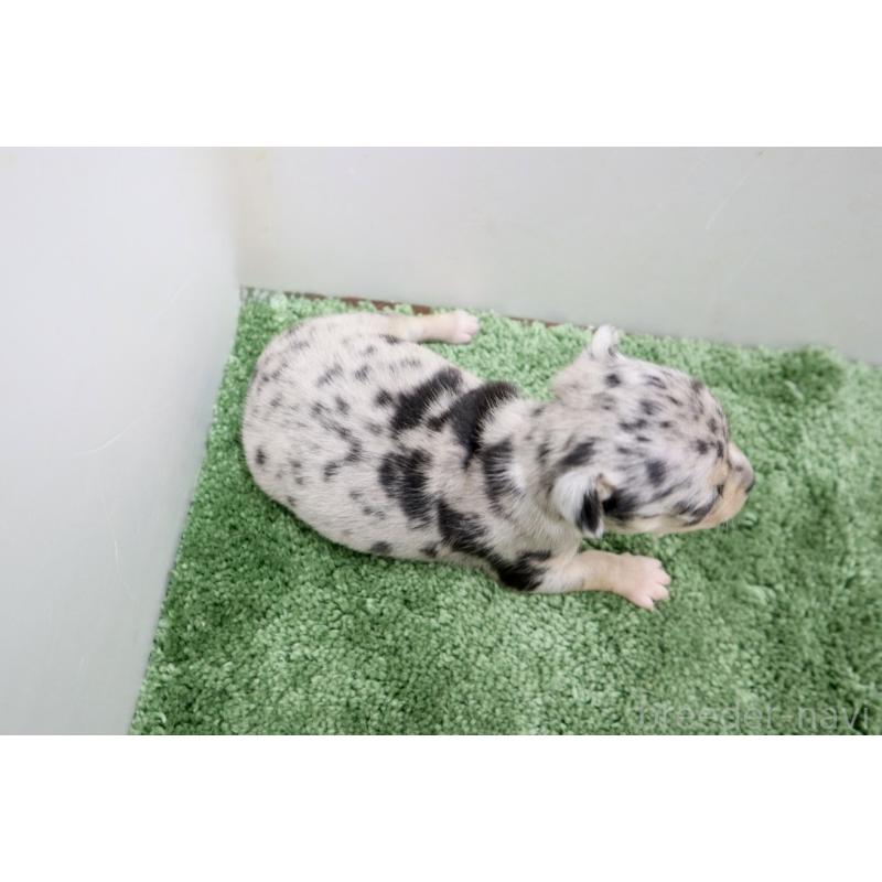 販売中の群馬県のチワワ(スムースコート)-452148の4枚目